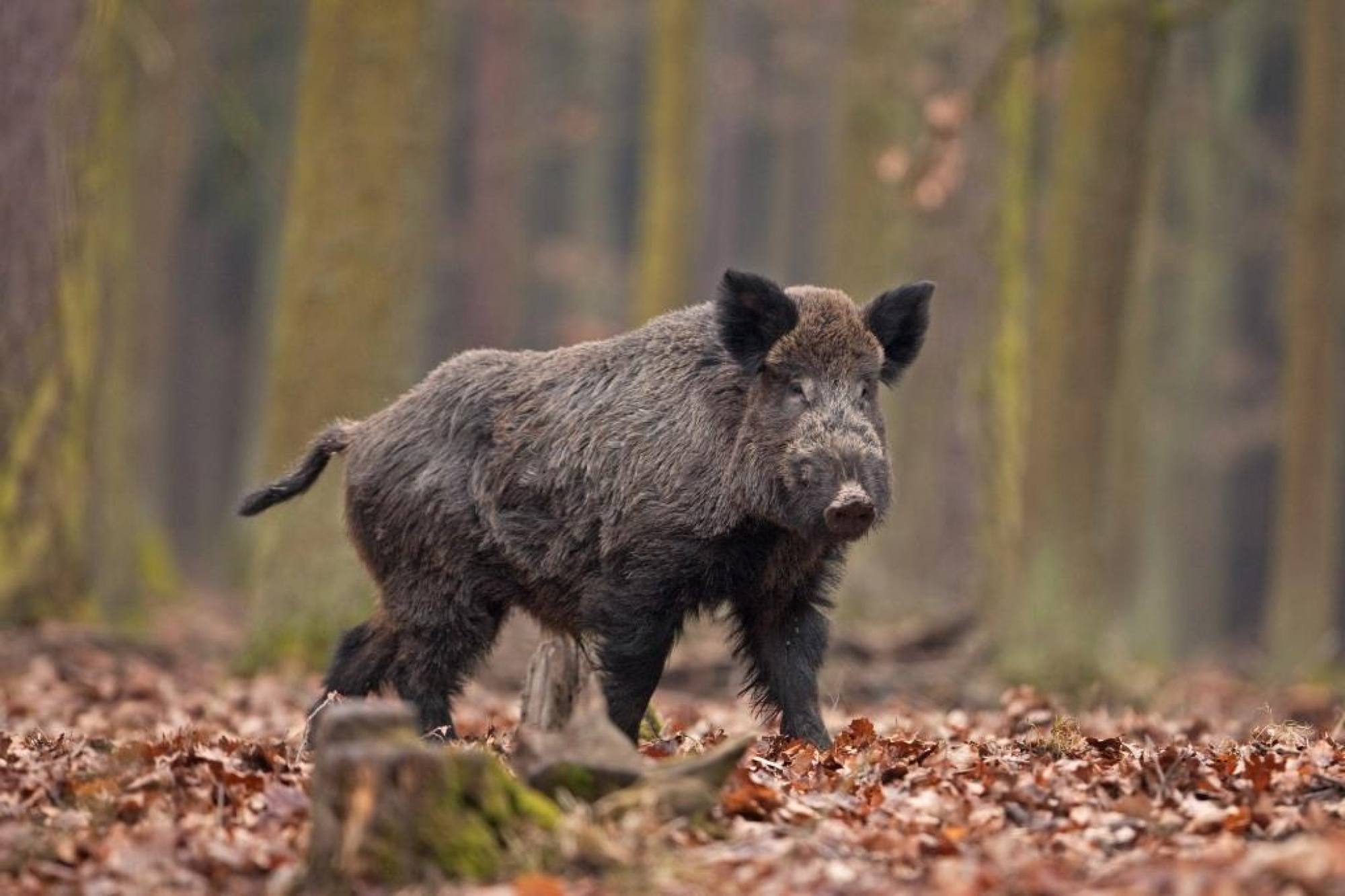 Nuovo corso per operatori qualificati al controllo del cinghiale
